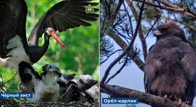 В Калужской области обитает 59 редких видов хищных птиц