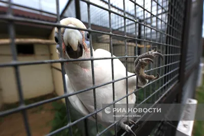 Жителей Калужской области просят кормить снегирей и синиц - Общество -  Новости - Калужский перекресток Калуга