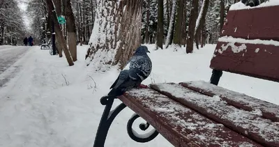 Парк птиц «Воробьи», Калужская область. Сайт, цены, фото, отзывы,  экскурсии, режим работы, как доехать, отели — Туристер.Ру