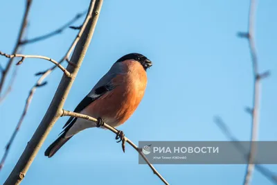 Птицы Карелии | РИА Новости Медиабанк