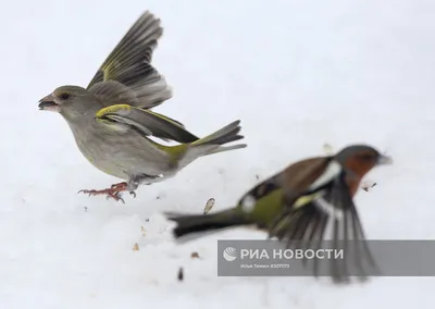 пернатая\" зима.. Небольшая фотоколлекция птичек (часть первая). #Зима # Карелия #Птицы#Зима #Карелия #Птицы Photog… | Фотографии животных, Лесные  животные, Животные