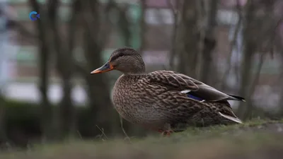 В Москве заметили редкую птицу из семейства сорокопутовых в Измайлово - РИА  Новости, 12.12.2022