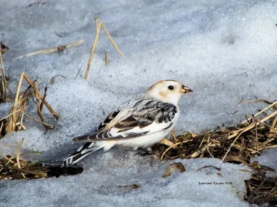 https://kareliya.ru/useful/karelia_about/birds_of_karelia.html