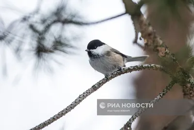 Птицы Карелии | РИА Новости Медиабанк