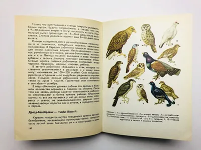 https://kareliya.ru/useful/karelia_about/birds_of_karelia.html