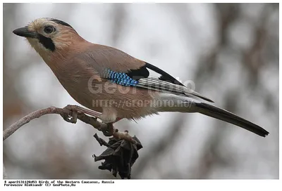 Фотография Сойка (Garrulus glandarius) Птицы западного Кавказа | Фотобанк  ГеоФото/GeoPhoto | GetImages Group