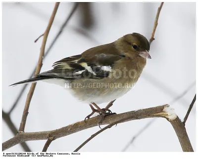 Фотография Зяблик (Fringilla coelebs) Птицы западного Кавказа | Фотобанк  ГеоФото/GeoPhoto | GetImages Group