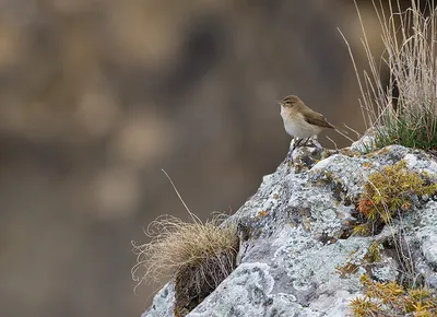 Кавказская пеночка