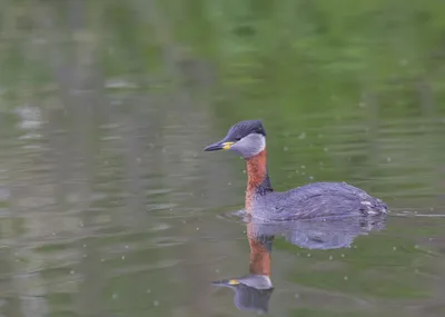 Бёрдвотчинг в Крыму и на Кавказе - Birdwatching in Сrimea and Caucasus |  Facebook