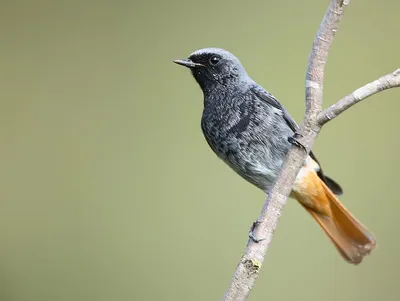 Фотография Обыкновенная пищуха (Certhia familiaris) Птицы западного Кавказа  | Фотобанк ГеоФото/GeoPhoto | GetImages Group