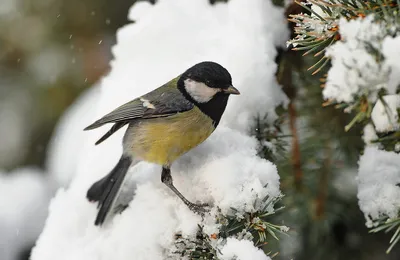 Большая синица (Parus major major). Птицы Казахстана.