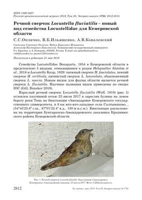 В Кузбассе нашли раненого кречета: подробности, состояние птицы, прогноз,  где лечат, видео - 5 февраля 2023 - ngs42.ru