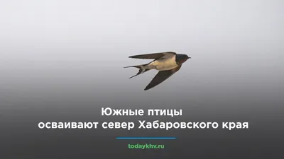 Экологи призывают уберечь нетронутые человеком заповедные реки и болота в  Хабаровском крае - PrimaMedia.ru