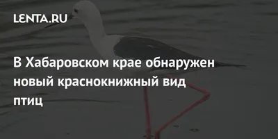 Мастер - класс для детей по рисованию \"Птицы\" в Хабаровске 23 января 2021 в  Стартум