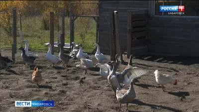 Питомнику для ибиса в Хабаровском крае помогут появиться учёные из Китая |  Транссибинфо Хабаровск | Дзен