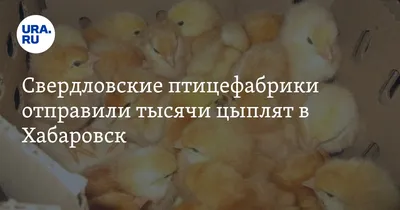 В Хабаровском крае фермеры разводят страусов на дальневосточном гектаре —  Твой Дальний Восток