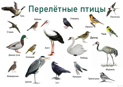 Цветущий Хабаровск: ароматы весны, пение птиц, атмосфера красоты, романтики  и любви - AmurMedia.ru