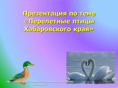 В Хабаровском крае сняли карантин по гриппу птиц – Агроинвестор