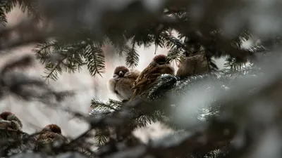 КОЛПИЦА PLATALEA LEUCORODIA НА ДАЛЬНЕМ ВОСТОКЕ РОССИИ – тема научной статьи  по биологическим наукам читайте бесплатно текст научно-исследовательской  работы в электронной библиотеке КиберЛенинка