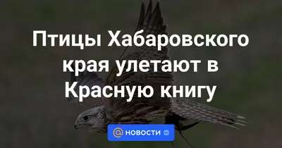 Орнитолог-самоучка спасает птиц в Хабаровском крае | 04.10.2022 | Хабаровск  - БезФормата