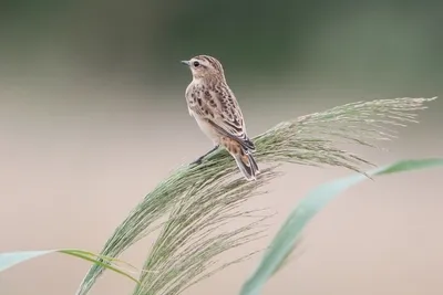 Зяблик (Fringilla coelebs). Птицы Сибири.