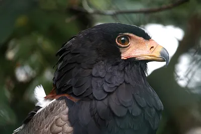 Общий Kestrel, Tinnunculus Falco, маленькие хищные птицы сидя на стволе  дерева, Германии Птицы в среду обитания природы Общий Ke Стоковое  Изображение - изображение насчитывающей перо, природа: 75950037