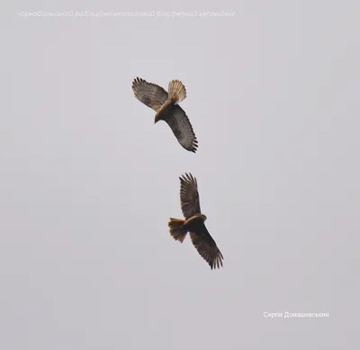 Хищные Птицы Ястребтетеревятник Accipiter Gentilis Птица Сидит На Ветке  Время Охоты Польша Европа — стоковые фотографии и другие картинки Без людей  - iStock