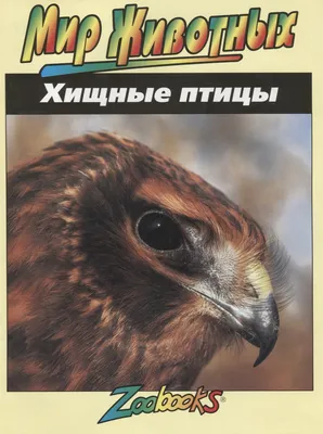 Хищные птицы нашей страны. Часть 3. Орлы. Степной орел. | Пикабу