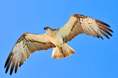 Группа в составе хищники Хищник Griffon, Fulvus Gyps, большие хищные птицы  сидя на скалистой горе, среде обитания природы, Madzar Стоковое Изображение  - изображение насчитывающей глаз, муха: 127002111