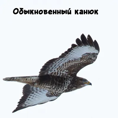 Пернатики Ханты-Мансийска и его окрестностей | В гармонии с планетой | Дзен