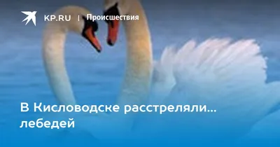 На Ставрополье подтвердили массовую гибель птиц на Дундинском водохранилище  :: 1777.Ru