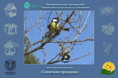 Кавказский Узел | Кисловодские птицы и чегемский верблюд. Как в местах  отдыха эксплуатируют экзотических животных