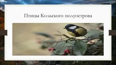 Птицы Красной Книги России on the App Store