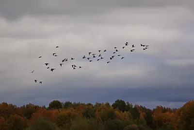 Атлантический ту́пик в Баренцевом море...