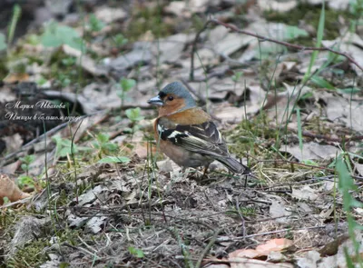 Фотография Рябинник (Turdus pilaris). Птицы Ленинградской области, Россия.  | Фотобанк ГеоФото/GeoPhoto | GetImages Group