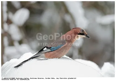 Фотография Обыкновенная сойка (Garrulus glandarius) Костромская область,  Костромской заповедник. Кордон Сеха | Фотобанк ГеоФото/GeoPhoto | GetImages  Group