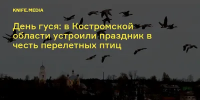 День гуся: в Костромской области устроили праздник в честь перелетных птиц  — Нож