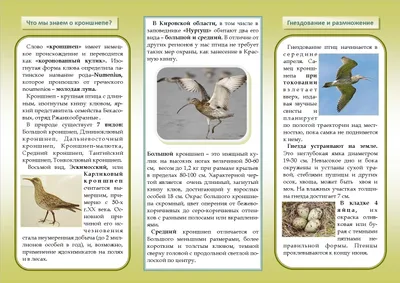 Птицы Костромской области - фото с названиями и описанием