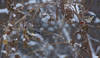 городские птицы | Wild Nature Photo