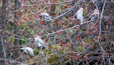 https://krasnoyarsk.bezformata.com/listnews/zimuyushih-ptitc-na-krasnoyarskih-stolbah/126466814/