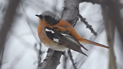 В нацпарк под Красноярском прилетели краснокнижные птицы - 2 апреля 2019 -  НГС24