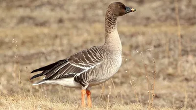 городские птицы | Wild Nature Photo