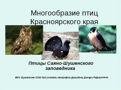 Богучанский район, Красноярский край, Сайт газеты www.angarka.info, Скопа –  птица 2018 года