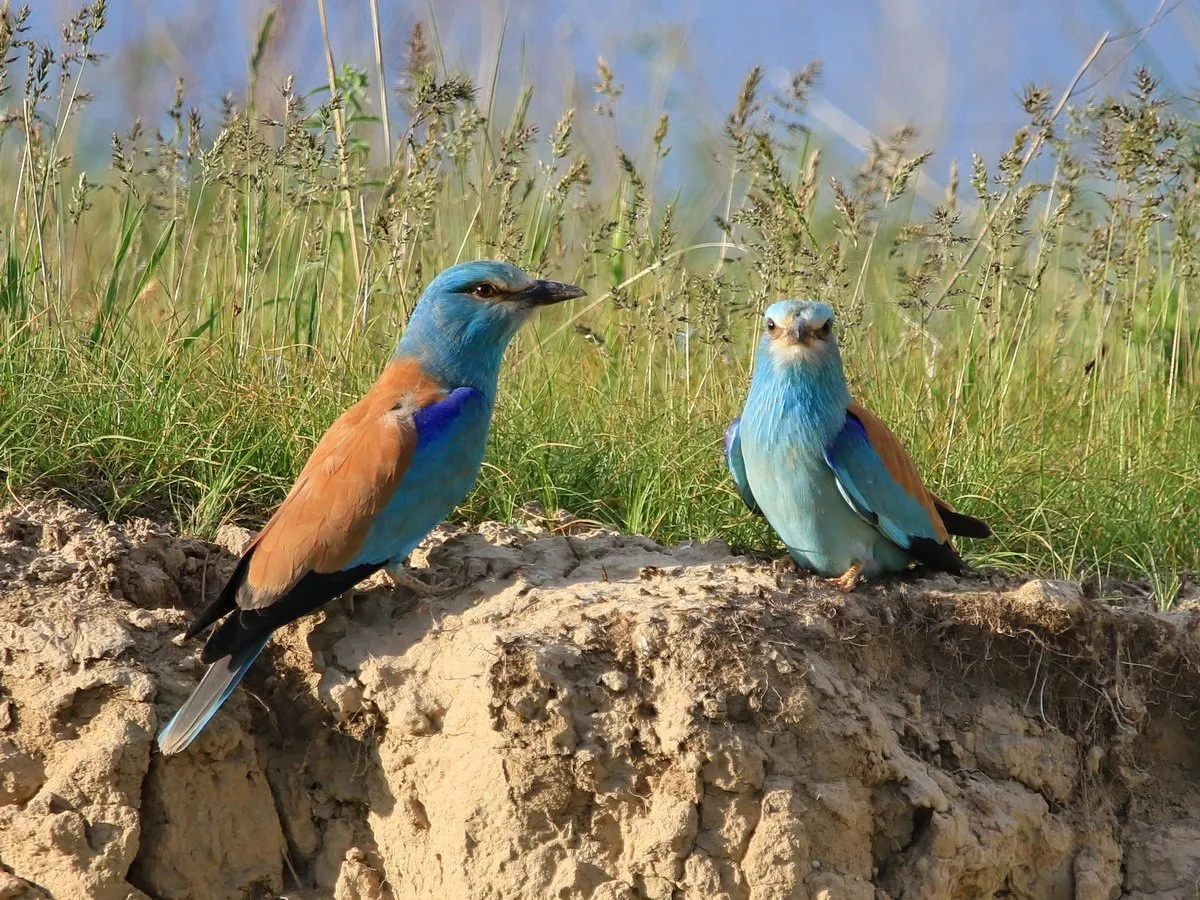 Какие птицы крыма. Сизоворонка Coracias garrulus. Сизоворонка - Coracias garrulus (Linnaeus, 1758). Абиссинская сизоворонка. Птицы Крыма голубая сизоворонка.