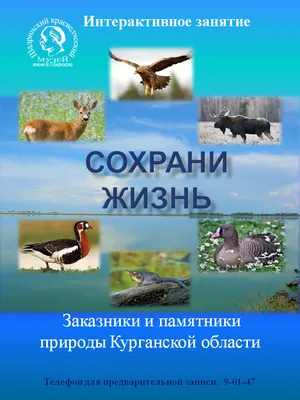 Знакомство с Арктикой: о «птичьих базарах» в Мурманской области - МК  Мурманск