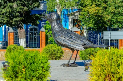 В Курской области орнитологи просят жителей делиться фотографиями  вернувшихся птиц | ГТРК «Курск» - Новости Курска и Курской области | 35015