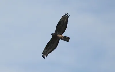 Птицы Курской области's Journal · iNaturalist