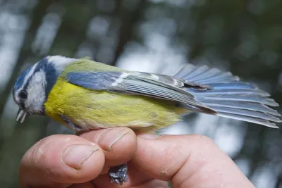 Птицы Курской области's Journal · iNaturalist