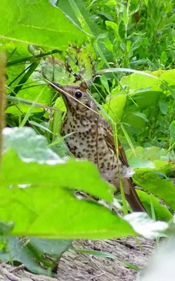 Птицы Курской области's Journal · iNaturalist