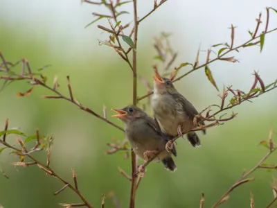 В Курской области заметили птицу, похожую на Angry Bird